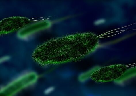 Die Ursache der Gastritis ist ein Bakterium - Helicobacter